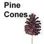 Pine Cones