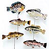 4.5" Freshwater Fish, 6 asstd on a wire