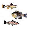 Freshwater Fish, 10"