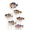 Fresh water Fish on a stick, 6asstd colors 2.5"