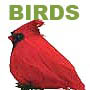 bird props