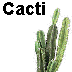 Artificial Cacti and Succulents