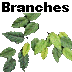 branches